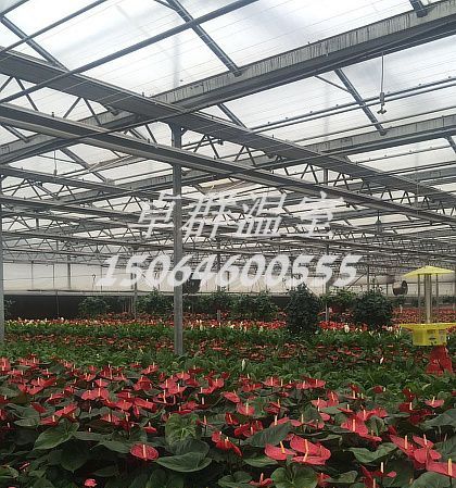 陜西省西安市火鶴養(yǎng)殖玻璃溫室