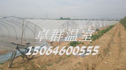 山西省忻州市忻府區(qū)秦鄉(xiāng)連棟薄膜溫室