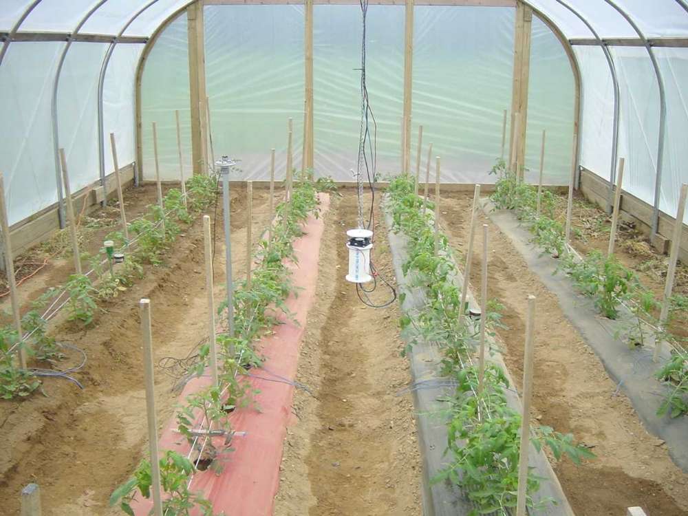 蔬菜大棚消毒技術(shù)有哪些？