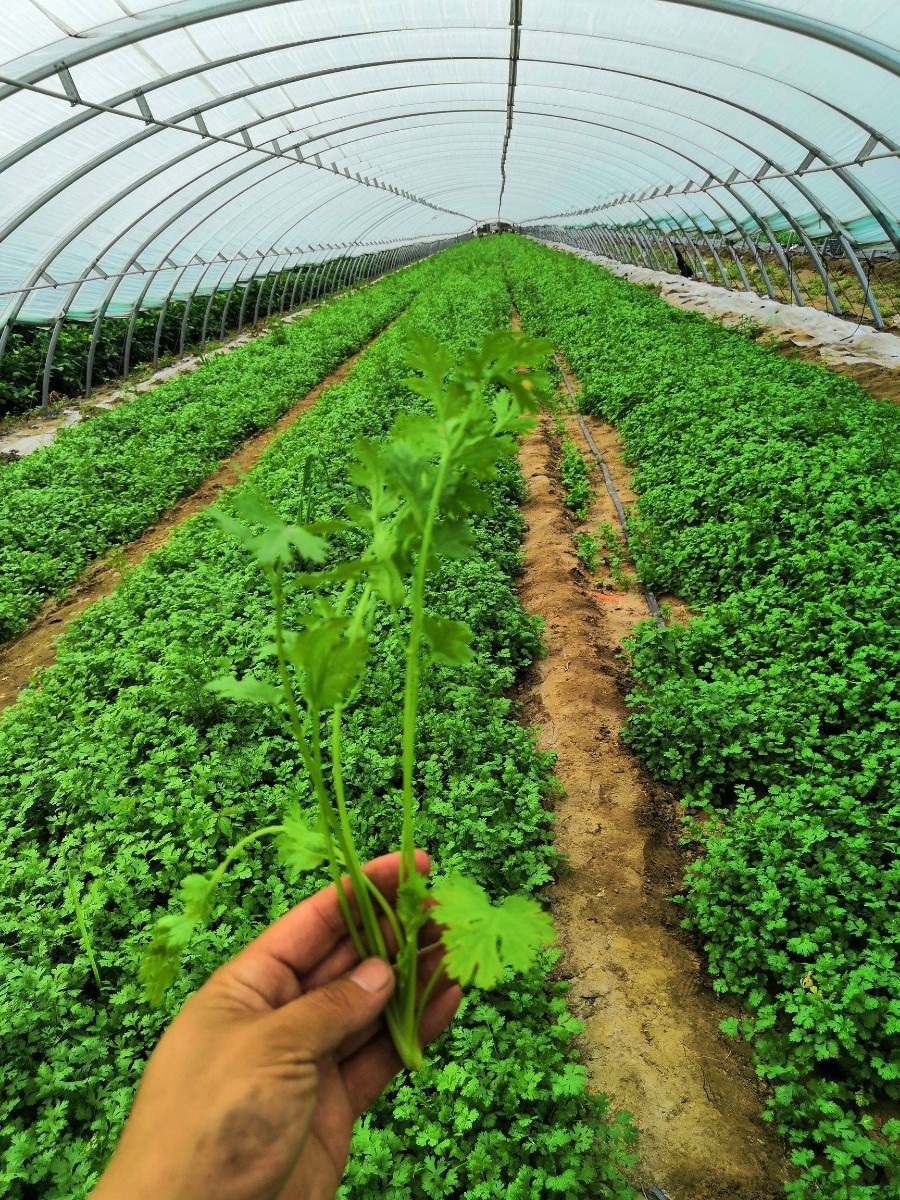 香菜(芫荽)的主要品種是什么?