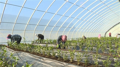 溫室大棚彩椒種植后再培土可行嗎?