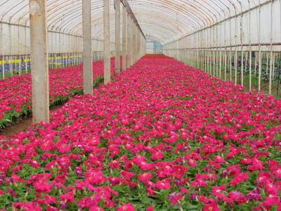 溫室花卉如何播種?