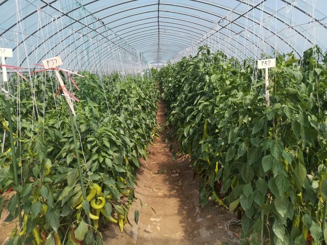 大棚溫室種植辣椒,提前防備病蟲害,為辣椒生長提供優(yōu)質(zhì)環(huán)境